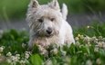 цветы, трава, природа, клевер, собака, животное, пес, вест-хайленд-уайт-терьер, pamela buehler
