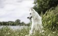 природа, мордочка, взгляд, собака, друг, белая швейцарская овчарка
