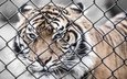 тигр, морда, усы, взгляд, забор, сетка, хищник, зоопарк