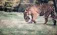 тигр, морда, природа, взгляд, хищник, дикая кошка