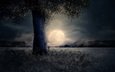 ночь, дерево, пейзаж, луна