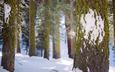 деревья, снег, лес, зима, стволы, мох, кора