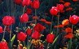 цветы, бутоны, лепестки, красные, тюльпаны