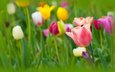 цветы, бутоны, лепестки, весна, тюльпаны