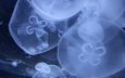 медузы, подводный мир, крупным планом, подводый мир