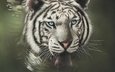 тигр, морда, арт, взгляд, хищник, язык, дикая кошка, белый тигр