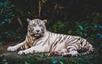 тигр, морда, листва, взгляд, хищник, дикая кошка, белый тигр, лежа