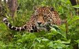 морда, взгляд, леопард, хищник, ягуар, джунгли, дикая кошка