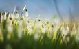 цветы, трава, размытость, весна, белые, подснежники