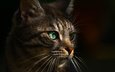 фон, кот, мордочка, усы, кошка, взгляд, зеленые глаза