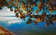 небо, природа, дерево, берег, листья, ветки, горизонт, осень