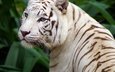 тигр, глаза, морда, усы, взгляд, хищник, дикая кошка, белый тигр