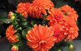 цветы, бутоны, лепестки, оранжевые, георгины