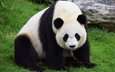 морда, трава, взгляд, панда, бамбуковый медведь, большая панда