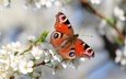 природа, цветение, насекомое, бабочка, крылья, сад, весна, павлиний глаз