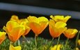 цветы, лепестки, весна, эшшольция, калифорнийский мак