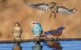 вода, отражение, крылья, птицы, клюв, перья, голубая сиалия, западная сиалия
