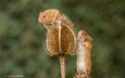 растения, размытость, мышь, мыши, грызуны, мышки, мышь-малютка, lynn griffiths