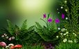 цветы, трава, растения, лес, грибы, фантазия, ромашки, папоротник, зеленый фон, мухоморы