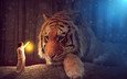 тигр, морда, свет, девушка, взгляд, хищник, фонарь, большая кошка