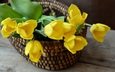 цветы, бутоны, лепестки, букет, тюльпаны, желтые, корзинка