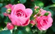 цветы, бутоны, розы, лепестки, розовые