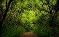 деревья, зелень, лес, дорожка, кусты