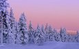 деревья, снег, природа, зима
