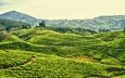 небо, горы, холмы, поле, чай, индия, плантация, чайная плантация