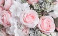 цветы, бутоны, розы, лепестки, розовые, белые