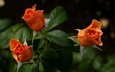 розы, букет, оранжевые