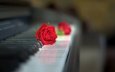 роза, клавиатура, бутон, пианино, красная роза, боке