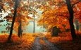 свет, дорога, трава, деревья, природа, лес, листья, настроение, пейзаж, парк, туман, ветки, ветви, стволы, листва, осень