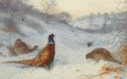шотландский живописец, archibald thorburn, фазан на снегу, scottish painter, pheasant in the snow, арчибальд торберн