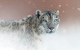 фон, портрет, взгляд, снежный барс, ирбис, дикая кошка, снежный леопард
