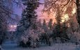 снег, лес, зима, елки