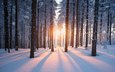 деревья, солнце, снег, лес, зима