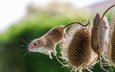 мышь, растение, мышка, размытый фон, чертополох, мышки, полевые мыши