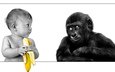 ребенок, обезьяна, банан
