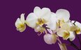 орхидея белая на цветном фоне