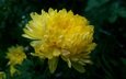 хризантема желтая фон темный