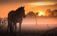 лошадь, закат, туман, поле, конь