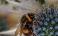 макро, насекомое, фон, цветок, пчела, пыльца, шмель, опыление