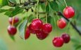 лето, красная, сад, вишня, ягоды спелой вишни на кусту, алая вишня