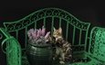 кот, кошка, лавочка, киса, коте, ваза с цветами