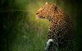 морда, трава, взгляд, леопард, профиль, дикая кошка