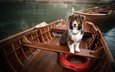 озеро, лодки, собака, спасательный круг