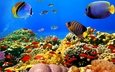 рыбы, океан, кораллы, риф, подводный мир, тропические