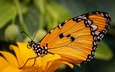 природа, желтый, цветок, животные, лето, бабочка, насекомые, оранжевый, данаида хризипп