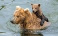 вода, купание, медведи, медвежонок, гризли, медведица